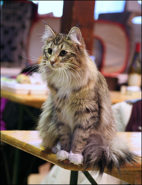 Titran's Mathilde 4.jpg - Titran's Mathilde